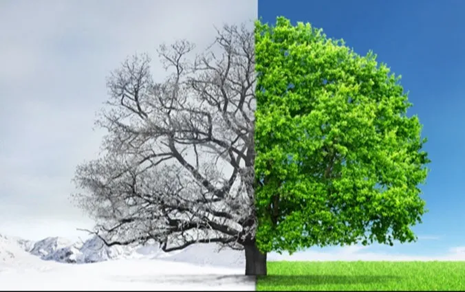 Image of a tree with half depicted as being empty and snow covered while the other half is lush and green in warmer weather.
