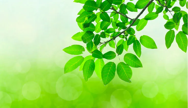 A tree branch full of healthy, green leaves against a bright green background.