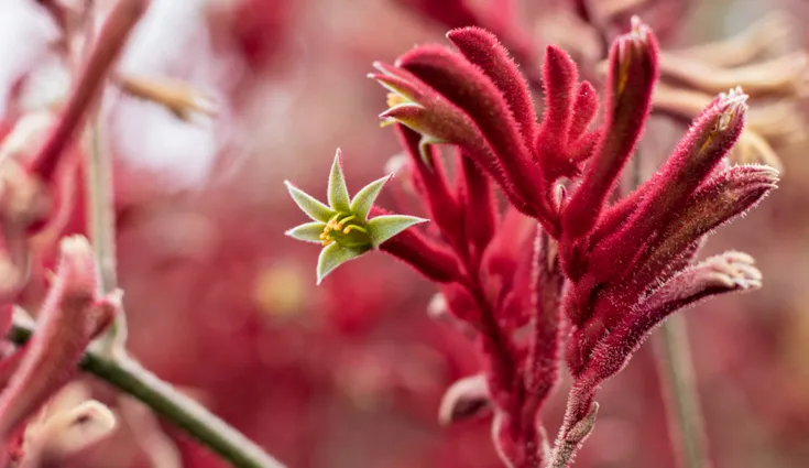 How Kangaroo Paw Flower Extract Can Benefit Your Skin
